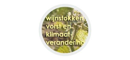 Wijnstokken, vorst  en klimaatverandering