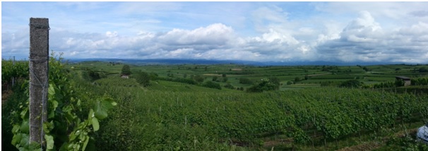 Weingut Knab