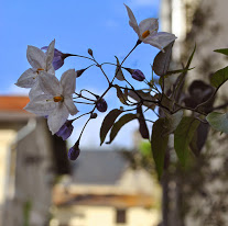 Er is ook genoeg natuurschoon op Ch&acirc;teau Pape Cl&eacute;ment